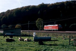 26. Oktober 2006. 185 172. Haunetal. Odensachsen. Hessen / Die Odensachsener ''Rindviecher'' lassen sich durch den nahezu ununterbrochenen Zugverkehr nicht aus der Ruhe bringen.